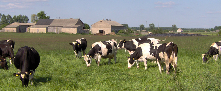Krowy mleczne Jak optymalnie ustawić przetrząsarkę aby zapewnić wysoką jakość paszy