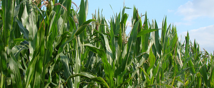 Kukurydza Oprysk na kukurydzę  kiedy się go wykonuje?