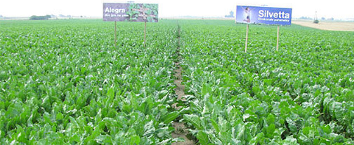 Syngenta raport plonowania 2015 Oprysk na kukurydzę  kiedy się go wykonuje?
