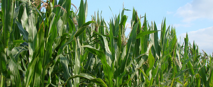 000 kukurydza na kiszonke Druga dawka azotu w kukurydzy   nie wolno się spóźnić