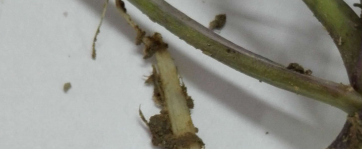Agroflesz szkodniki w rzepaku ozimym Nawozy 2020 – John Deere 6155M + Amazone ZA M 1801 – FOTO