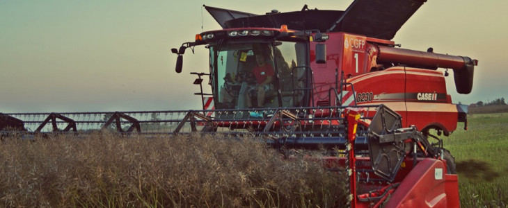 CGFP Case IH rzepak zniwa 2017 Marchewkowy potwór w akcji! Kombajn samobieżny Dewulf   VIDEO