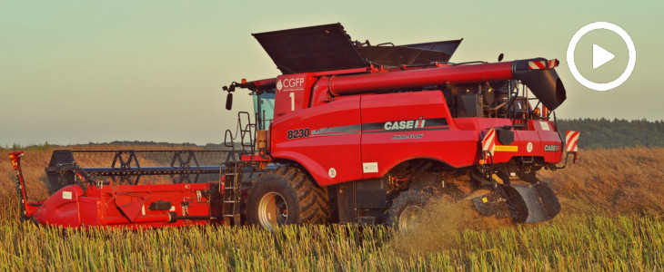 Case IH zniwa rzepak 2017 CGFP Kombajn Challenger 648 w rzepaku   FOTO