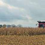 DSC09813 150x150 Wtopa za wtopą ale kukurydza sypie się dalej! W polu maszyny Case IH i John Deere   FOTO