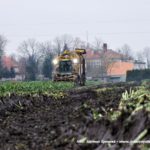 IS DSCF7285 2 150x150 Kombajn buraczany Ropa Tiger 6 na polach w Markowicach (Kuj Pom)   FOTO