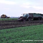 IS DSCF7314 2 150x150 Kombajn buraczany Ropa Tiger 6 na polach w Markowicach (Kuj Pom)   FOTO