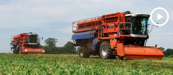 BCMH SB 9000 - francuskie kombajny na kujawskich polach ? zbiór groszku 2018