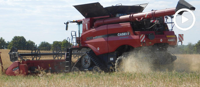 Case IH 8230 i 9240 na gąsienicach w rzepaku. Żniwa 2018 w CGFP rozpoczęte