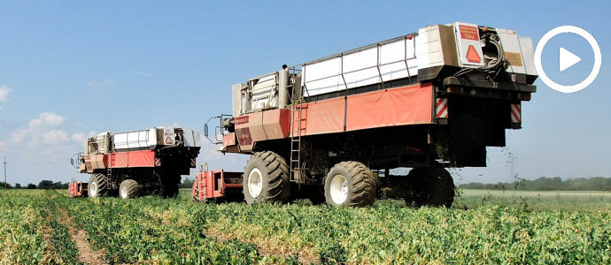 Brytyjskie kombajny FMC 879 na kujawskich polach ? zbiór groszku 2018