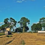 DSC01713 150x150 Żniwa 2018, kombajny John Deere S790i i Case IH 8230 w pszenicy ? FOTO