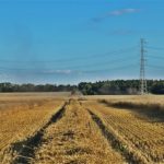 DSC01714 150x150 Żniwa 2018, kombajny John Deere S790i i Case IH 8230 w pszenicy ? FOTO