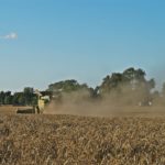 DSC01743 150x150 Żniwa 2018, kombajny John Deere S790i i Case IH 8230 w pszenicy ? FOTO