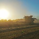DSC01786 150x150 Żniwa 2018, kombajny John Deere S790i i Case IH 8230 w pszenicy ? FOTO