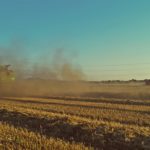 DSC01790 150x150 Żniwa 2018, kombajny John Deere S790i i Case IH 8230 w pszenicy ? FOTO