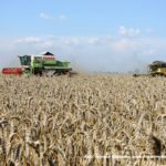 IS DSCF7034 2.JPG 150x150 Claas Mega 208 i New Holland CX 6080   dwa pokolenia kombajnów na jednym polu   FOTO