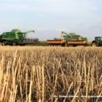 IS DSCF7071 3.JPG 150x150 Żniwa z John Deere na Kujawach ? 6 jeleni w akcji   FOTO