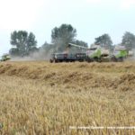 IS DSCF7128 2.JPG 150x150 4x Claas Lexion i... Bizon Z056 Super w akcji!   FOTO