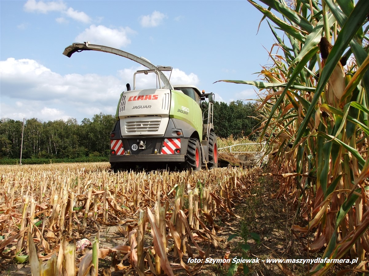 IS DSCF7003.JPG W suszy też się można zakopać! Ursusy i Claas Jaguar 880 w kukurydzy   FOTO