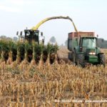 IS DSCF7199.JPG 150x150 Jelenie w kukurydzy, na czele z sieczkarnią John Deere 7380i   FOTO