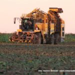 IS DSCF7003.JPG 150x150 Ropa Tiger 6 atakuje! Kampania buraczana 2018 na Kujawach ? FOTO