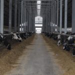 KR Kietrz foto8 150x150 KR Kietrz – kulisy funkcjonowania jednego z największych polskich gospodarstw rolnych
