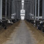 KR Kietrz foto8 150x150 KR Kietrz ? kulisy funkcjonowania jednego z największych polskich gospodarstw rolnych