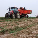 IS DSCF7017.JPG 150x150 Valtra A 92 + Grimme SE 75 30 i Ursus C330 w marchewce   FOTO