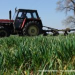 IS DSCF7140 150x150 900 ki z różnych epok, FENDT i URSUS w orce   FOTO