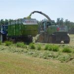 DSCN7683 150x150 Zielone żniwa  2019   w polu maszyny Claas, Case, Massey Ferguson, New Holland   FOTO
