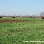 IS DSCF7006 150x150 Cztery Ursusy C 360 i obornik w Kom Rolu ? ponadczasowy widok   FOTO