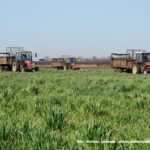 IS DSCF7023 150x150 Cztery Ursusy C 360 i obornik w Kom Rolu ? ponadczasowy widok   FOTO
