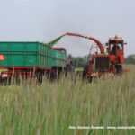 IS DSCF7027 1 150x150 Polska sieczkarnia samojezdna ORKAN Z350/3 ? zielonkowy unikat ? FOTO