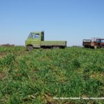 IS DSCF7100 150x150 Cztery Ursusy C 360 i obornik w Kom Rolu ? ponadczasowy widok   FOTO