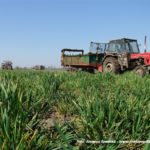 IS DSCF7133 150x150 Cztery Ursusy C 360 i obornik w Kom Rolu ? ponadczasowy widok   FOTO