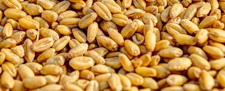 czym sa przesiewacze AGRO TECH, Minikowo 2017 w obiektywie Angeliki