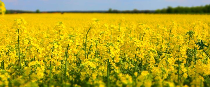 rsz 1nawożenie rzepaku YARA N Sensor   Precyzyjne nawożenie dostosowane do potrzeb roślin