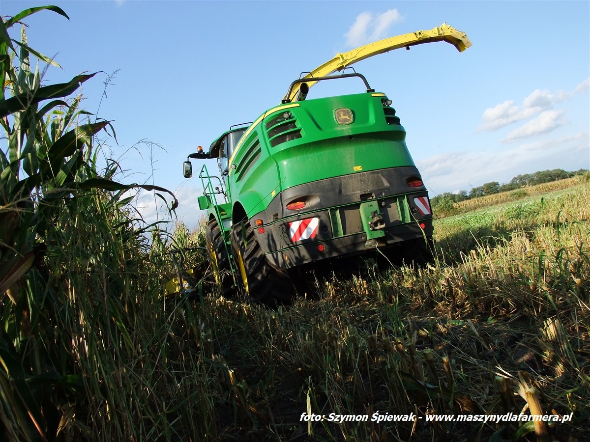 IS DSCF7004 2 Jelenie w kukurydzy, na czele z sieczkarnią John Deere 7380i   FOTO