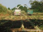 IS DSCF7007 2 150x113 Ursusy i Jaguar vs. 1000 ha kukurydzy w Kom Rolu – FOTO
