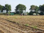 IS DSCF7008 5 150x113 Ursusy i Jaguar vs. 1000 ha kukurydzy w Kom Rolu – FOTO