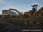 IS DSCF7015 4 150x113 John Deere 6195M I 8400R w akcji! Odbiór buraków na Kujawach ? FOTO