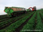 IS DSCF7017 5 150x113 Kombajn Dewulf i 4x John Deere w marchewce   FOTO