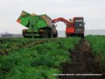 IS DSCF7018 1 150x113 Kombajn Dewulf i 4x John Deere w marchewce   FOTO