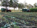 IS DSCF7019 150x113 Ursusy i Jaguar vs. 1000 ha kukurydzy w Kom Rolu – FOTO