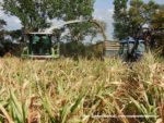 IS DSCF7023 1 150x113 Wielka akcja kukurydza na kiszonkę na Kujawach 2019   FOTO