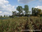 IS DSCF7026 3 150x113 Wielka akcja kukurydza na kiszonkę na Kujawach 2019   FOTO