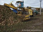IS DSCF7031 2 150x113 John Deere 6195M I 8400R w akcji! Odbiór buraków na Kujawach ? FOTO