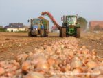 IS DSCF7035 2 150x113 Zbiór cebuli 2019   w polu ciągniki John Deere i New Holland   FOTO