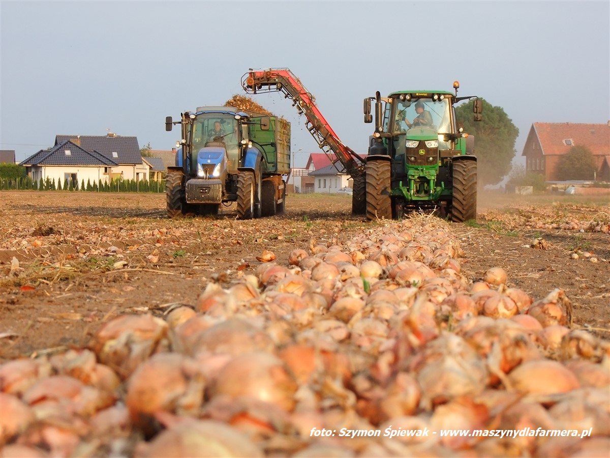 IS DSCF7035 2 Zbiór cebuli kombajnem Amac wraz z John Deere 6155M, 6930, 6420 (WIDEO)