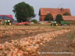 IS DSCF7043 2 150x113 Zbiór cebuli 2019   w polu ciągniki John Deere i New Holland   FOTO