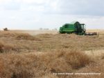 IS DSCF7046X 150x113 Żniwa 2019   5 kombajnów w polu, John Deere i New Holland   FOTO